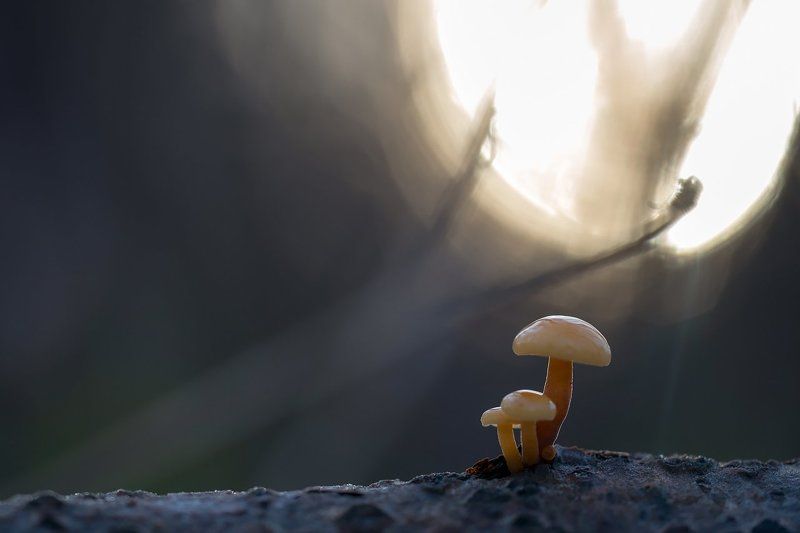 природа,макро,растения,грибы,закат,боке Зима в Петербурге фото превью