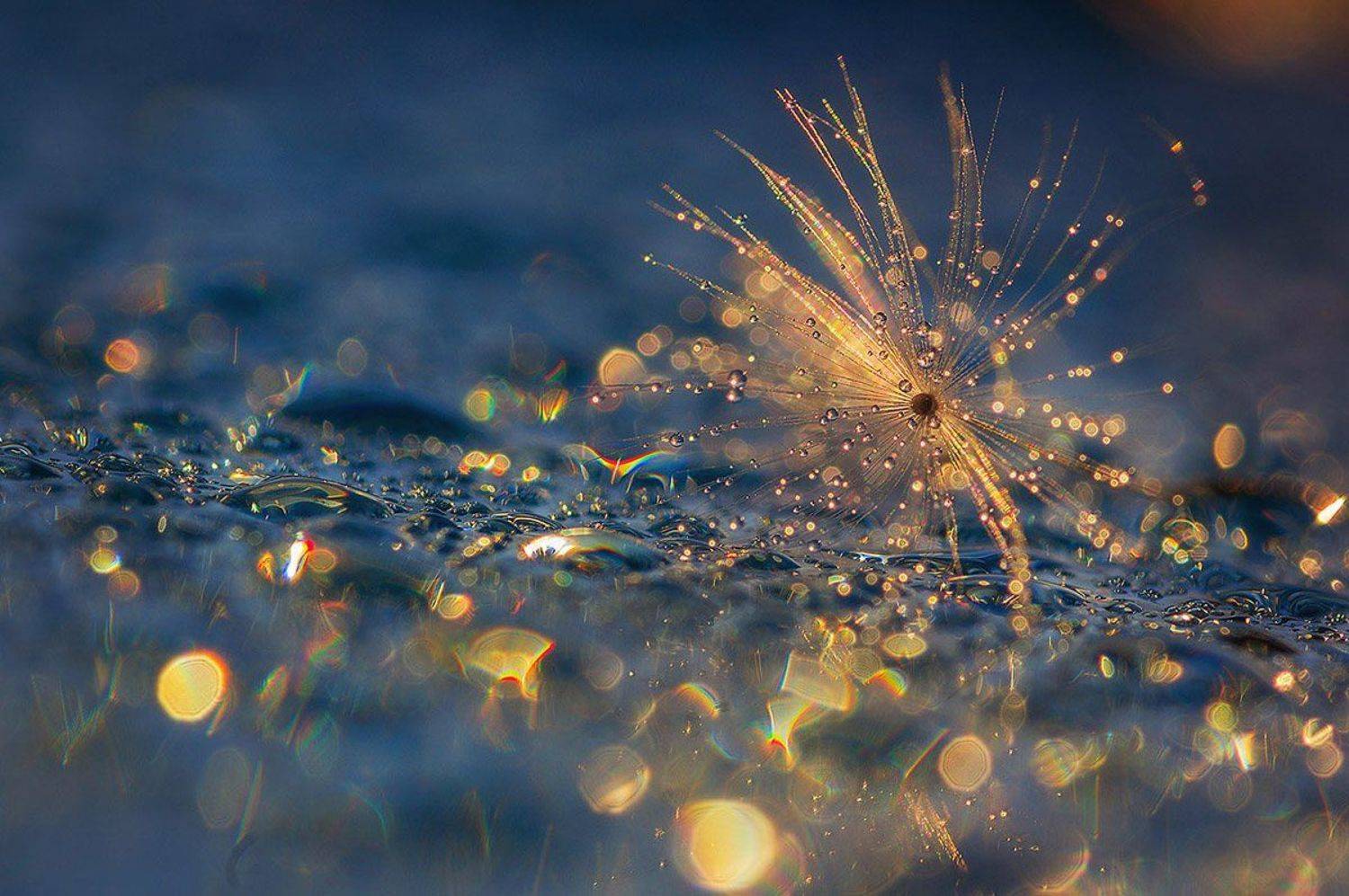 роса, одуванчик, солнце, блики, Марина Мурашова