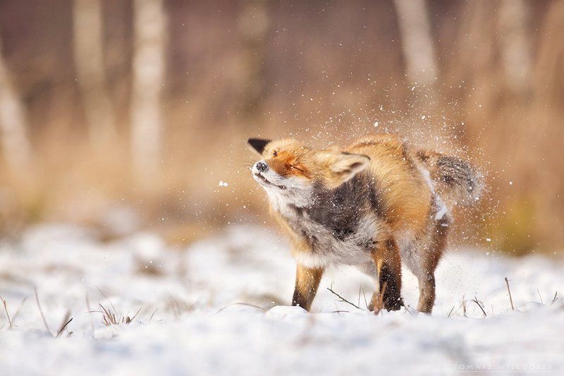 fox, red fox, fuchs, winter, wildlife, wild, snow, cold, animals, mammals, lucky Brrr ... cold! фото превью