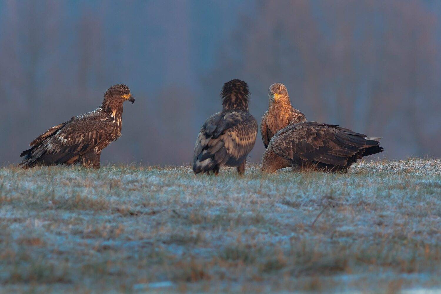 , Łukasz Sok&oacute;ł