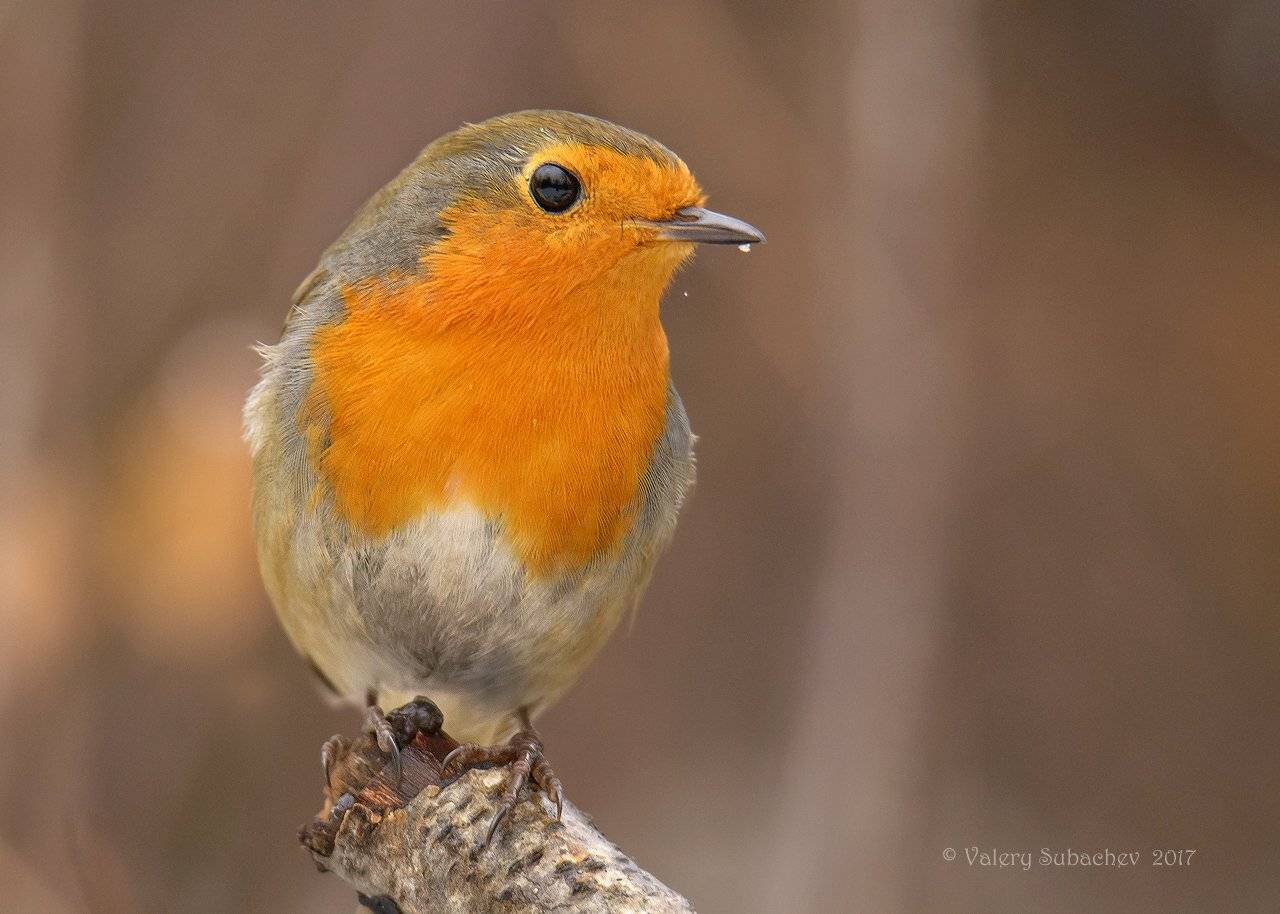 малиновка, зарянка, январь 2017, Валерий Субачев