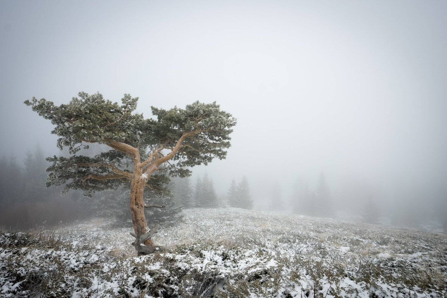 , Илияна Шишкова