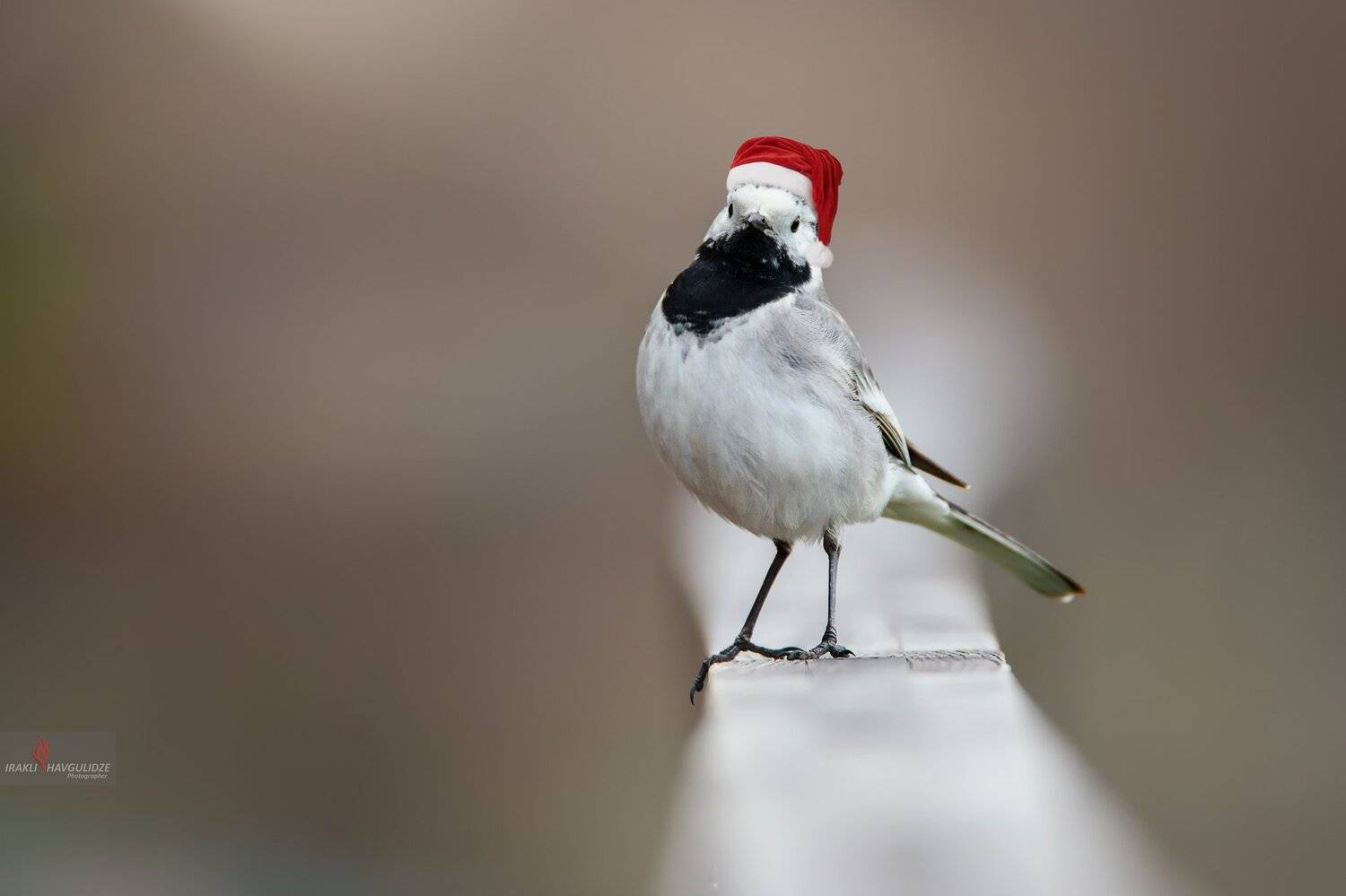 трясогузка, птица, никон, тамрон, новый год, настроение, Ираклий Шавгулидзе