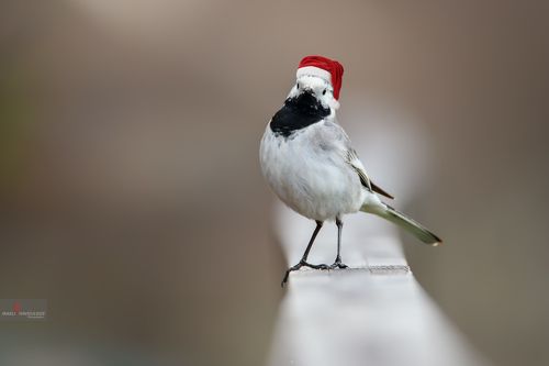 С Новым Годом!