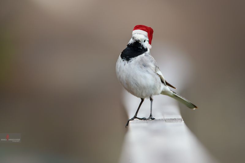 трясогузка, птица, никон, тамрон, новый год, настроение С Новым Годом! фото превью