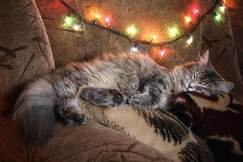 Это мы елку наряжаем!