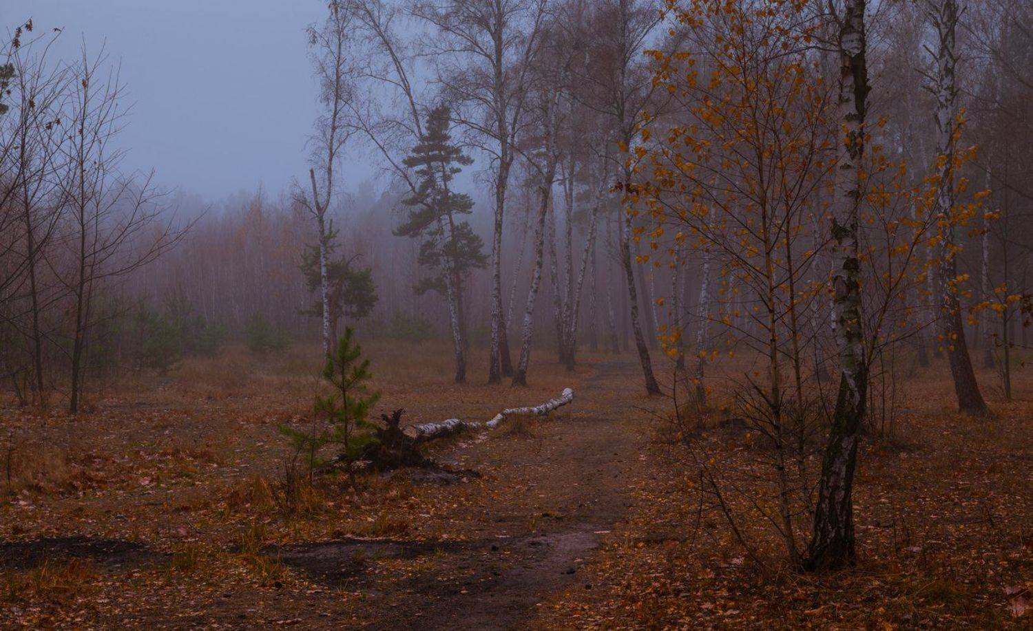 осень, октябрь, лес, Галанзовская Оксана