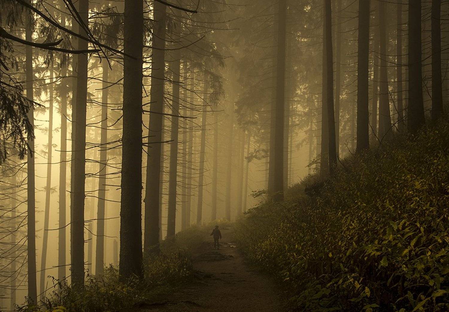 landscape, nature, mountains, forest, trees, alone, man, path, travel, Jacek Jędrzejczak