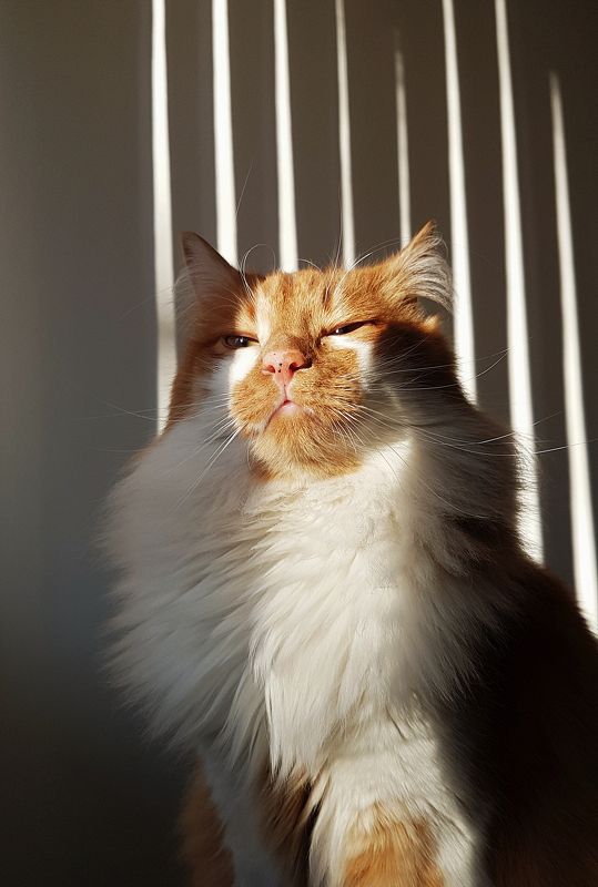 King фото превью