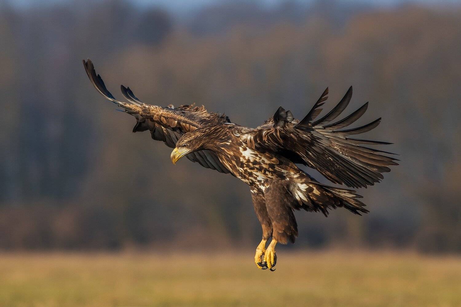 , Łukasz Sok&oacute;ł