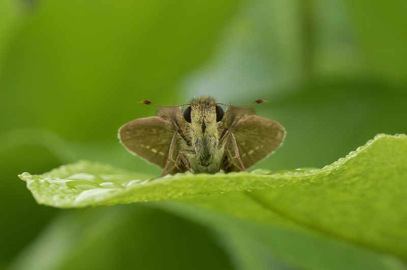 Parnara фото превью