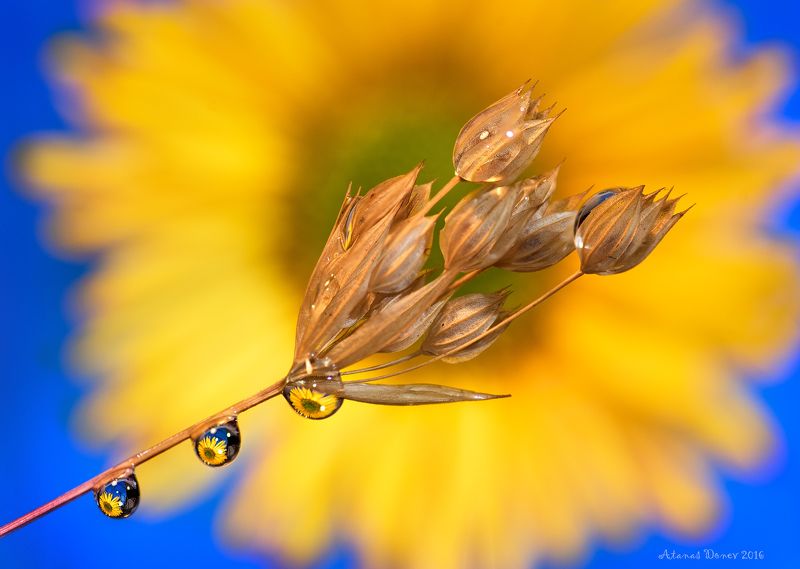 Atanas Donev photos фото превью