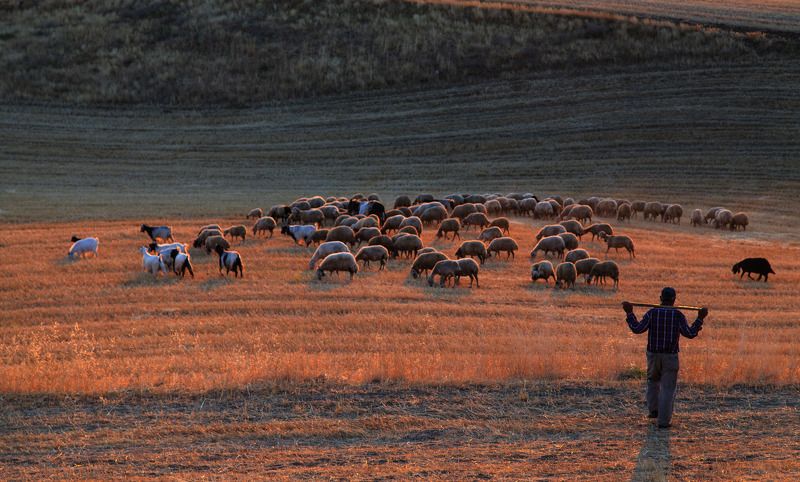 dicle batman,sürü,landscape,animal sunset фото превью