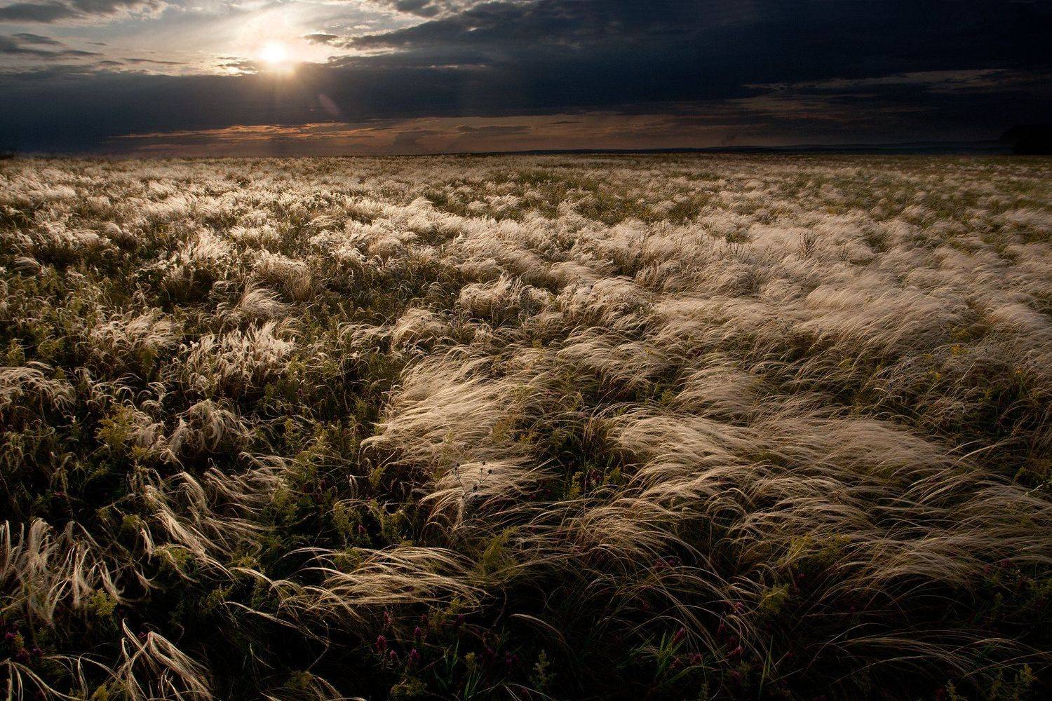 степь, ковыль, оренбуржье, пейзаж, урал,, Олег Грачёв
