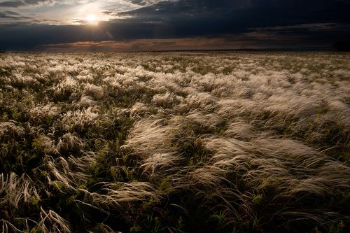 Степь ковыльная.