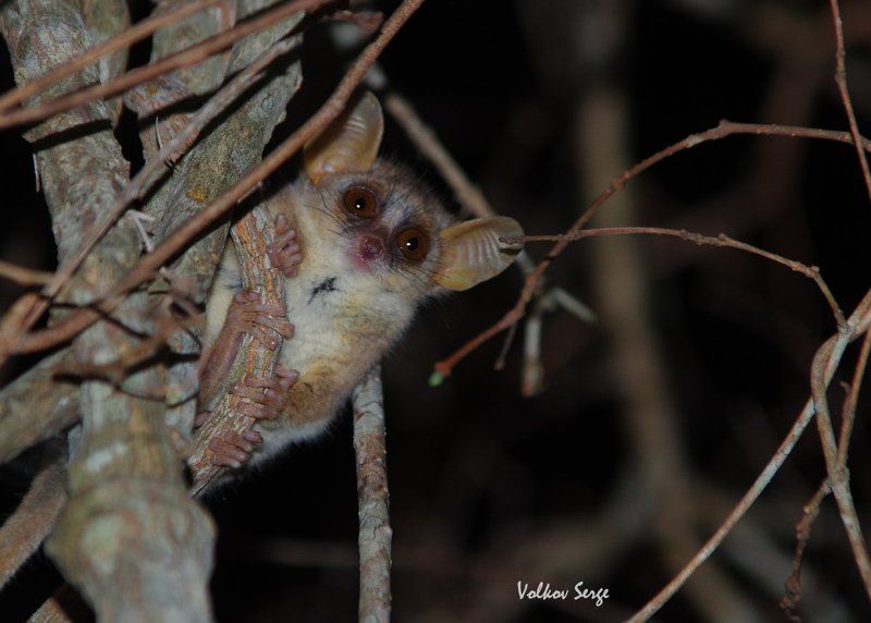мадагаскар, лемуры, мышиный лемур, microcebus berthae, дикие животные, дикая природа, wildlife,фотоохота Гремлин фото превью