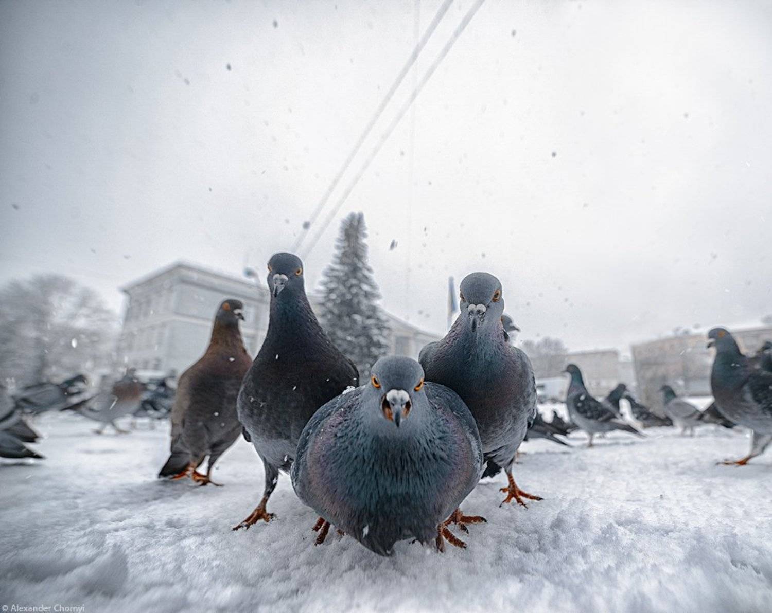 украина, коростышев, го́луби, братва,, Александр Чорный