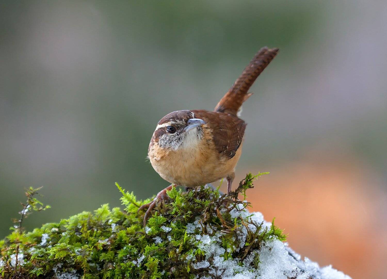 животные,птицы, природа,фотоохота,зима,снег,крапивник,мох,, Антонина