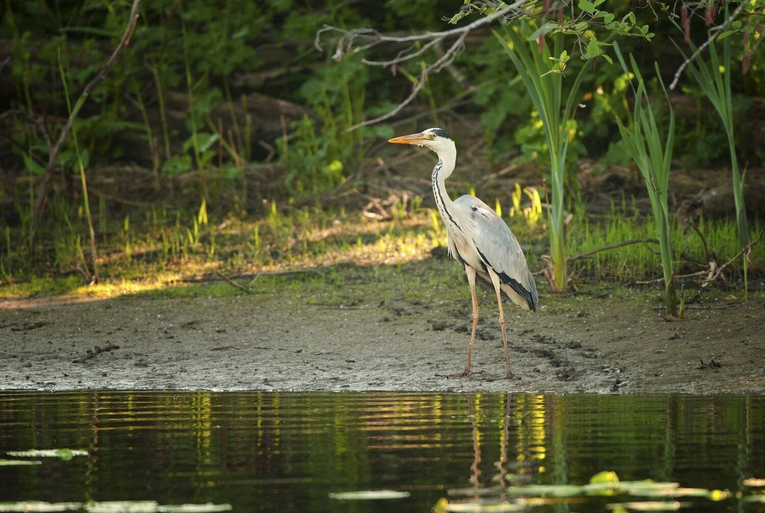 , Юрий Кулаков