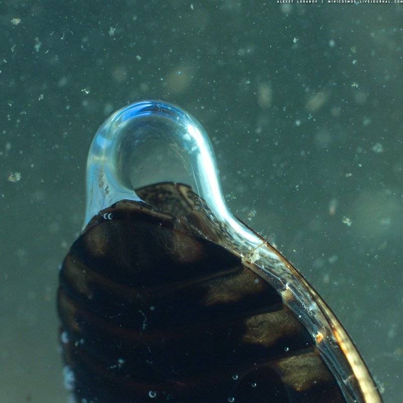 , Алексей Лобанов