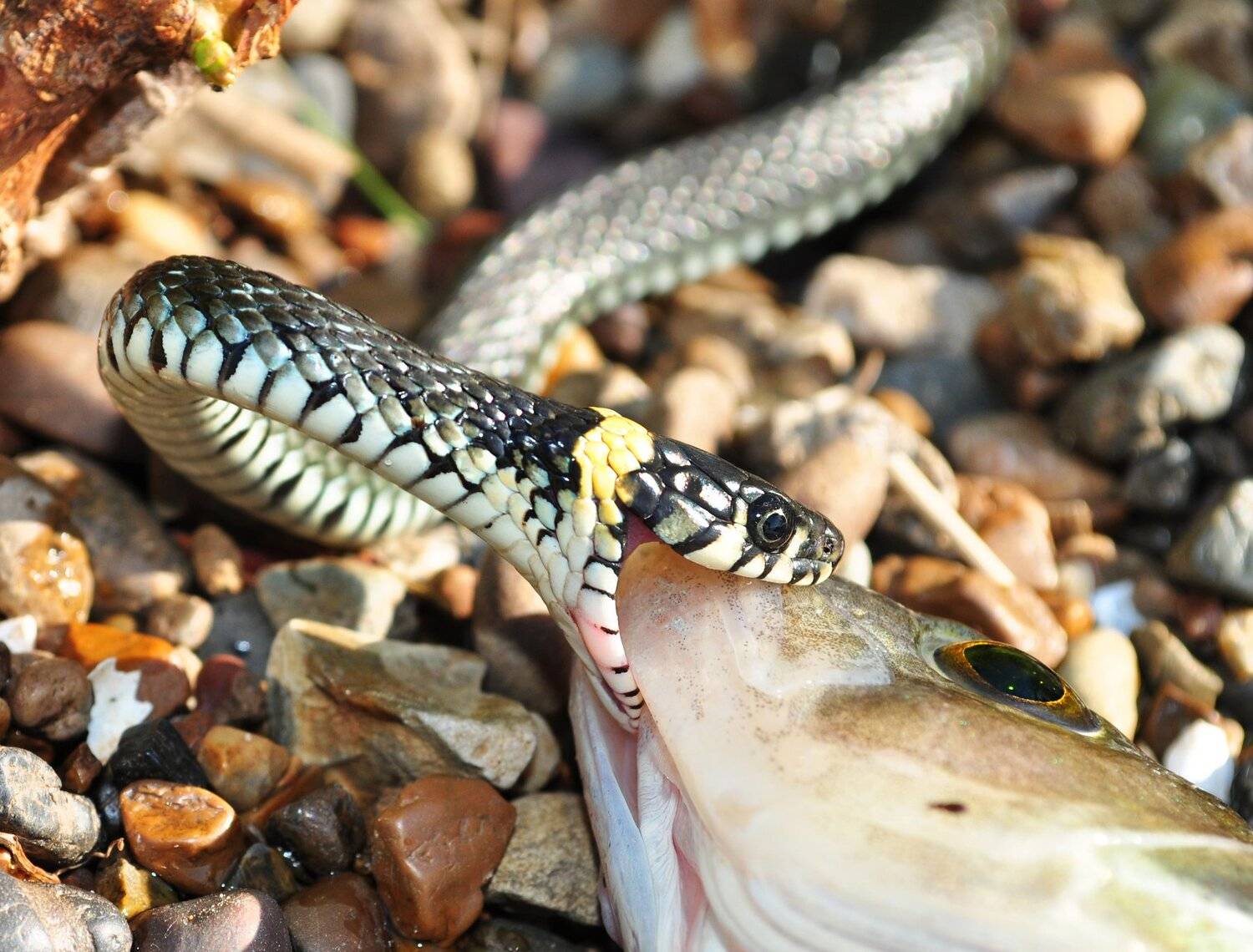 Ярославская область, Россия, животные, Матвеев Евгений