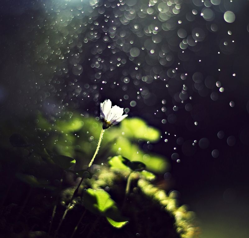 nature, macro, flower, evening, drop Macro flower* фото превью