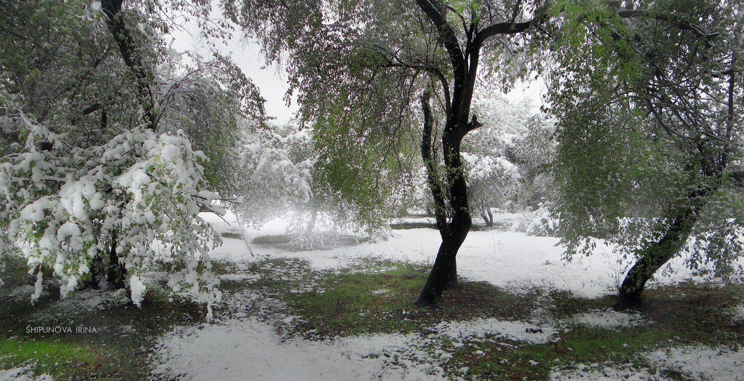 зелёная трава снег деревья, Шипунова Ирина