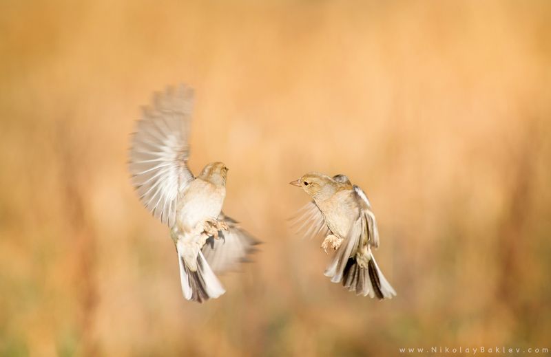 wildlife, animals, birds, uk, england, oxford, natural light Chaffinch фото превью