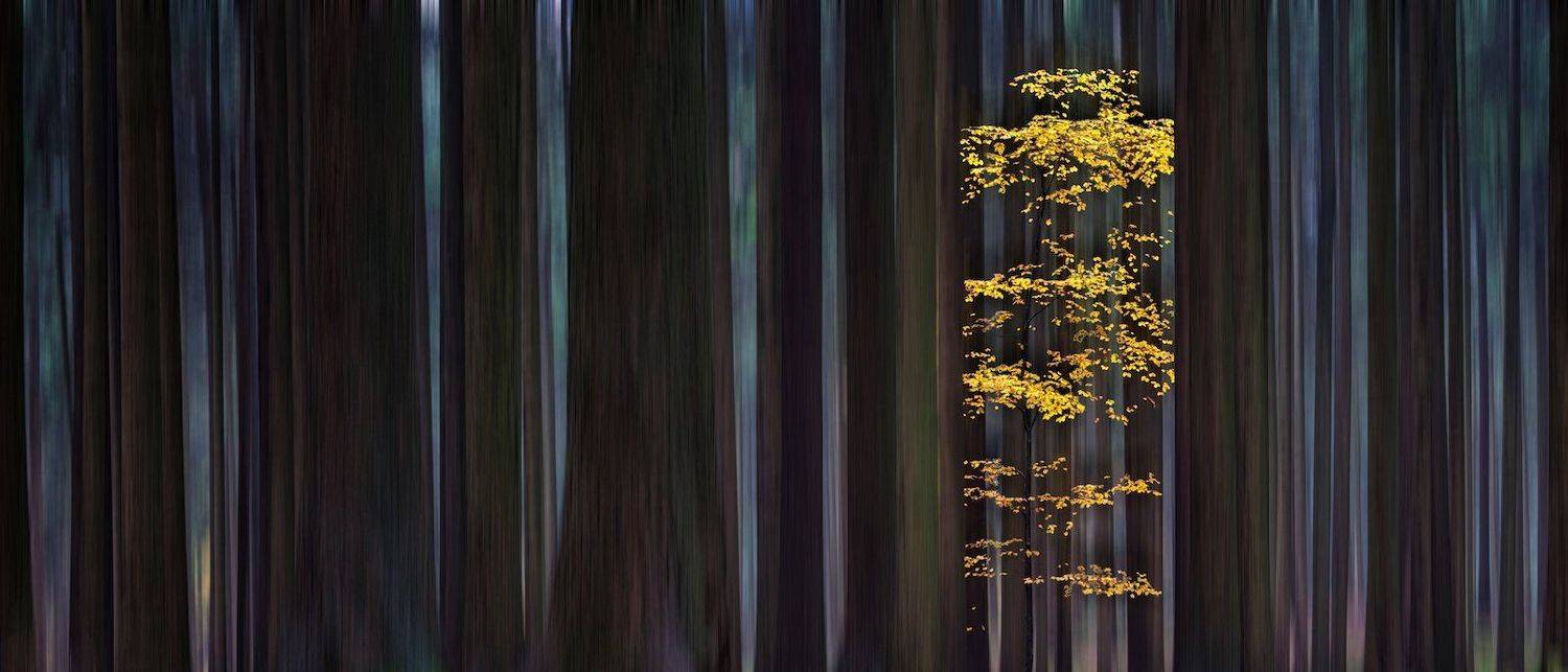 czech, forest, manipulation, europe, landscape, nature, autumn, trees, travel, travel destination, travel and tourism, outdoor, view, colorful,  mood, fall, dark, beautiful, calm, silence, impression, effect, blurred, vague, dim, magic, mist, haze, yellow, Эдуард Горобец