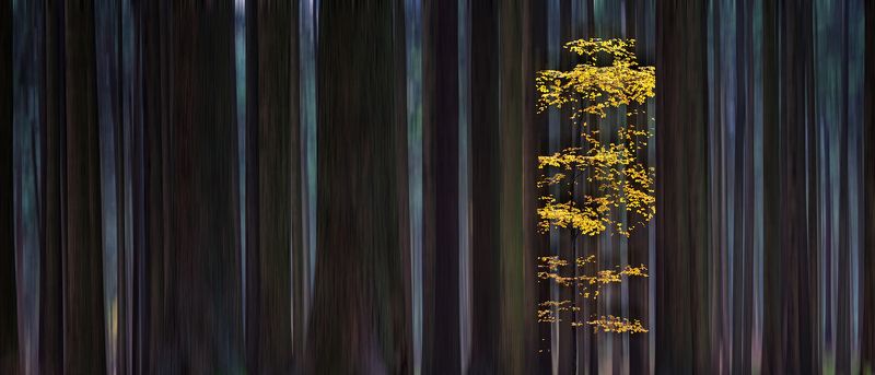 czech, forest, manipulation, europe, landscape, nature, autumn, trees, travel, travel destination, travel and tourism, outdoor, view, colorful,  mood, fall, dark, beautiful, calm, silence, impression, effect, blurred, vague, dim, magic, mist, haze, yellow Dense Forest фото превью