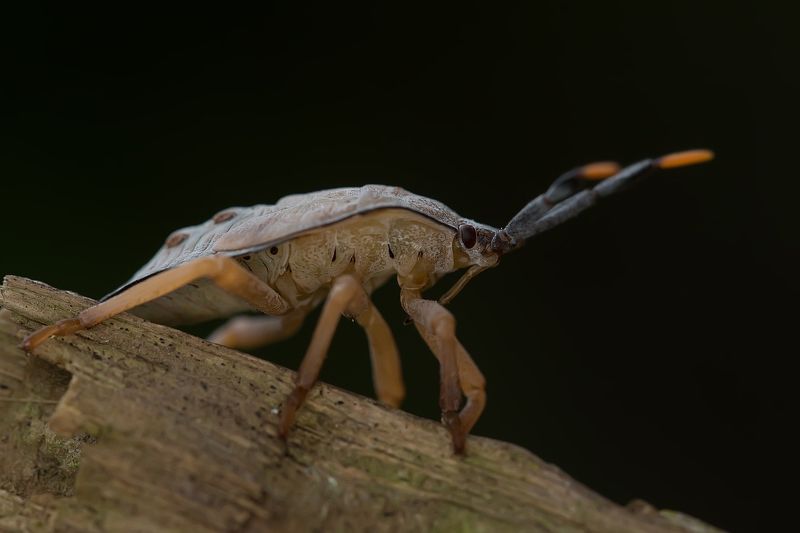 Shield Bug  фото превью