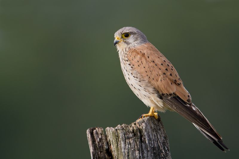 Kestler фото превью