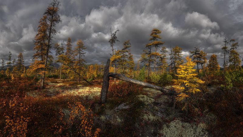 В лесу родилась елочка... фото превью