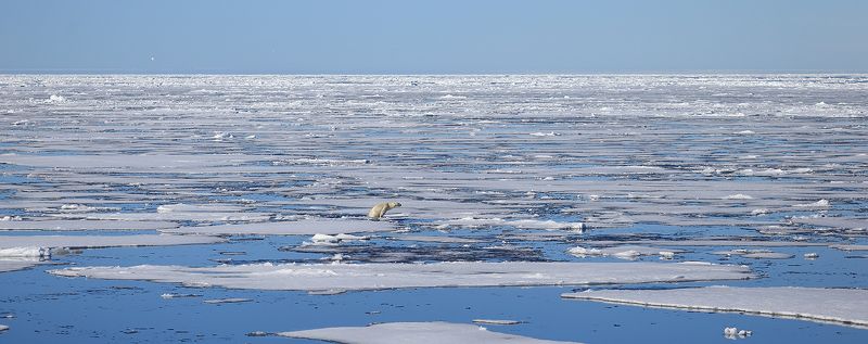 фотографандреевандрей, северныйполюс, northpole, арктика, arctic, ice, снег, лёд, круиз, expiditions, travel, белыймедведь, медведь, polarbear, животное, natgeowild  фото превью