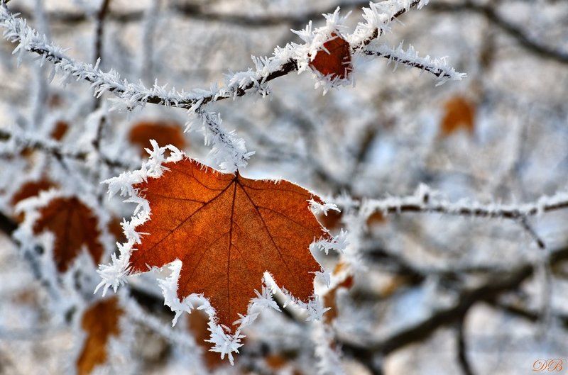 nature, snow, frost, frosted, ice, leaf, brown, branch, winter, bush, color, colors, color image, image, photography, white, light, Frosted фото превью