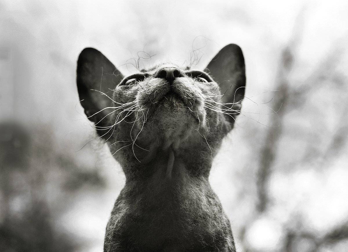 , Чернякова Анна