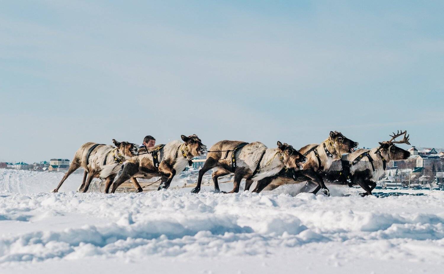 ямал , сибирь, природа , полярный урал , тундра , народы севера ,олени, Настя Братка