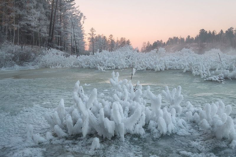 Январские кораллы фото превью