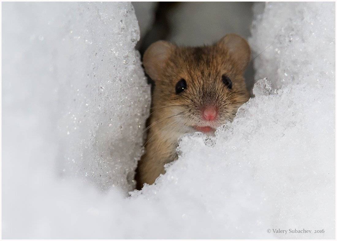 , Валерий Субачев