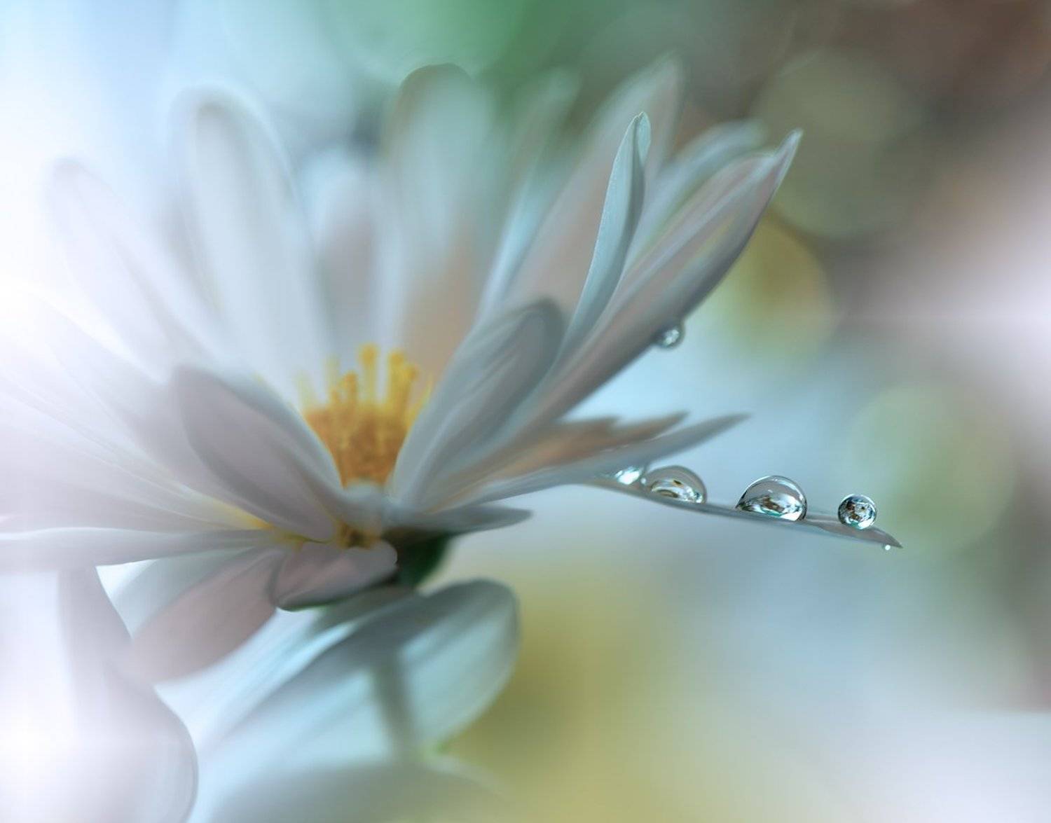 macro,closeup,nikon,flower,drops,water,white,daisy,nature,wallpaper,background,, Juliana Nan