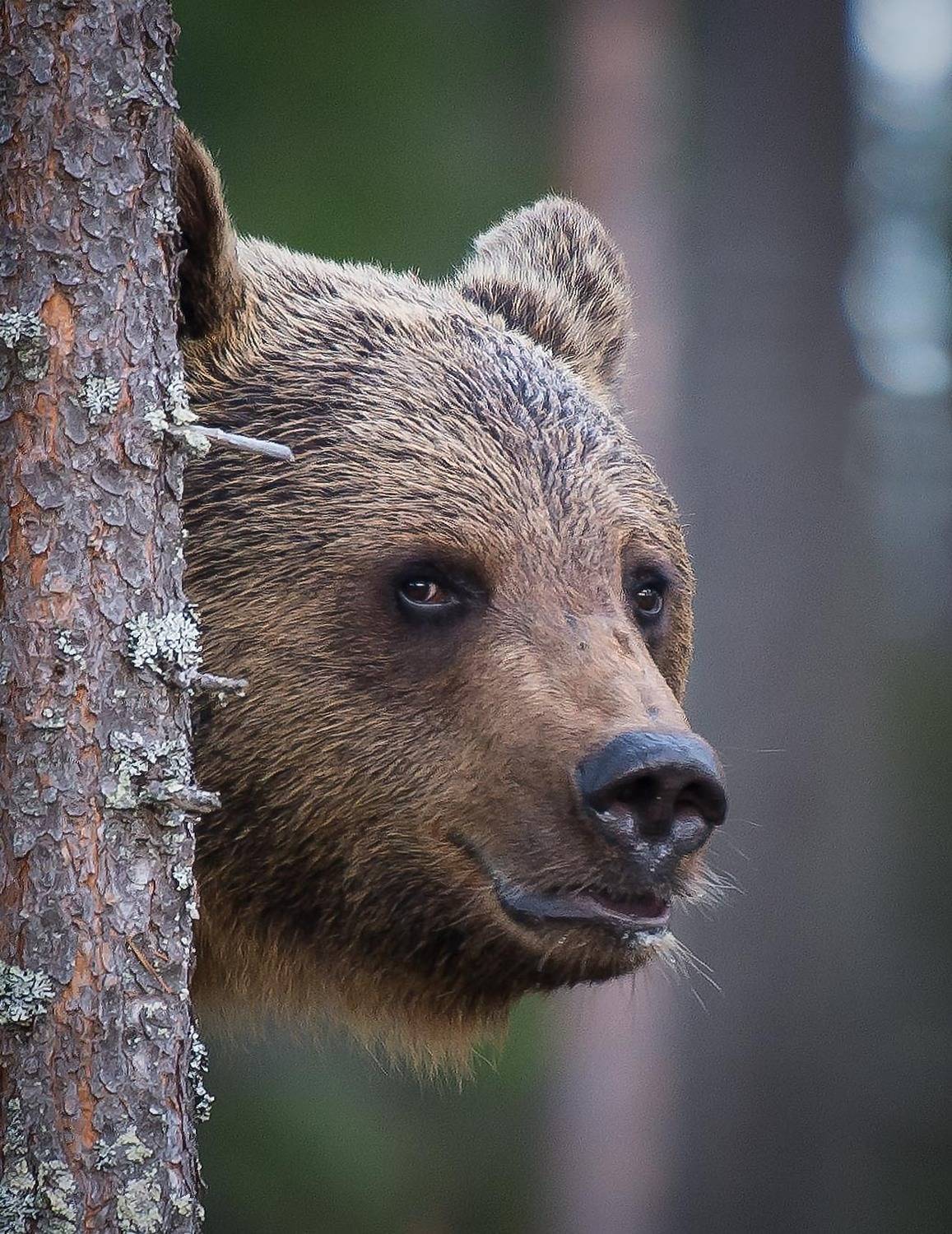 bear, finland, kuhmo, tree, peekaboo, youdie, Jarkko J&auml;rvinen