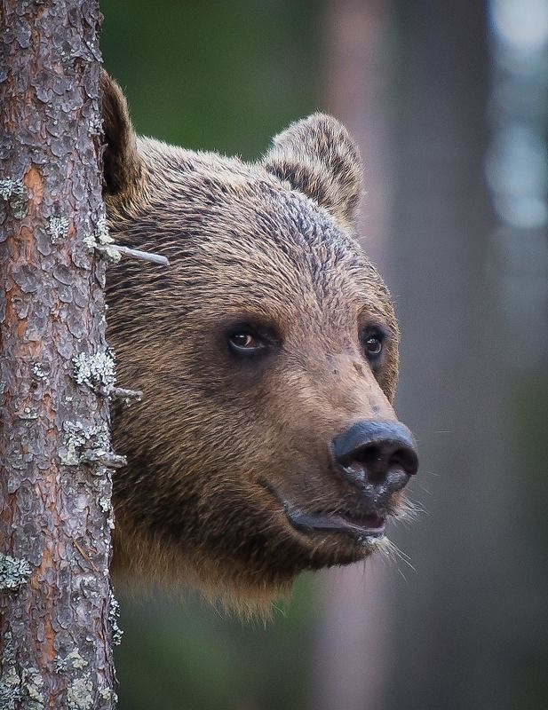 bear, finland, kuhmo, tree, peekaboo, youdie Bear peeking фото превью