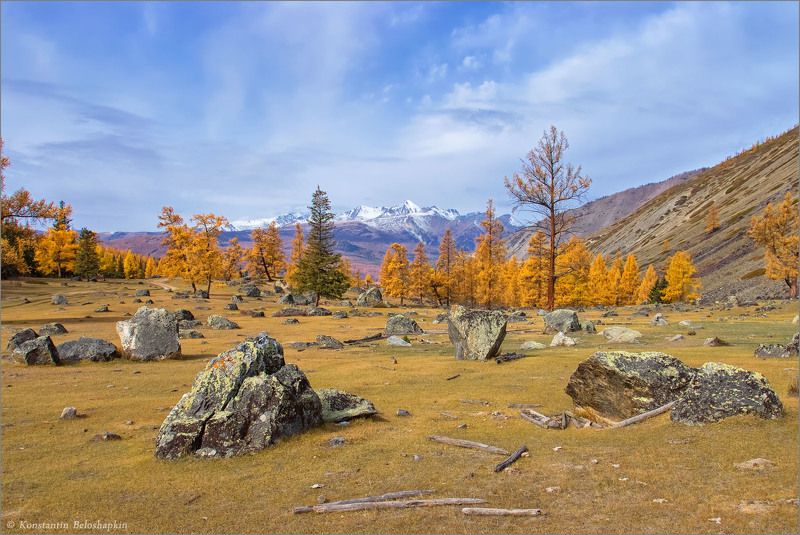 алтай, курайский хребет, лиственница, осень, степь самаха Алтайская осень фото превью