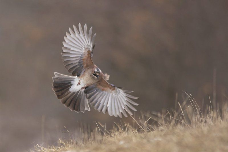 Сойка фото превью