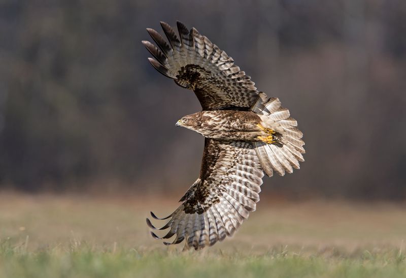 buteo фото превью