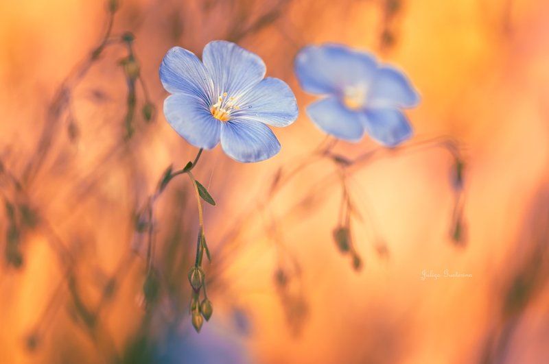 ленок фото превью