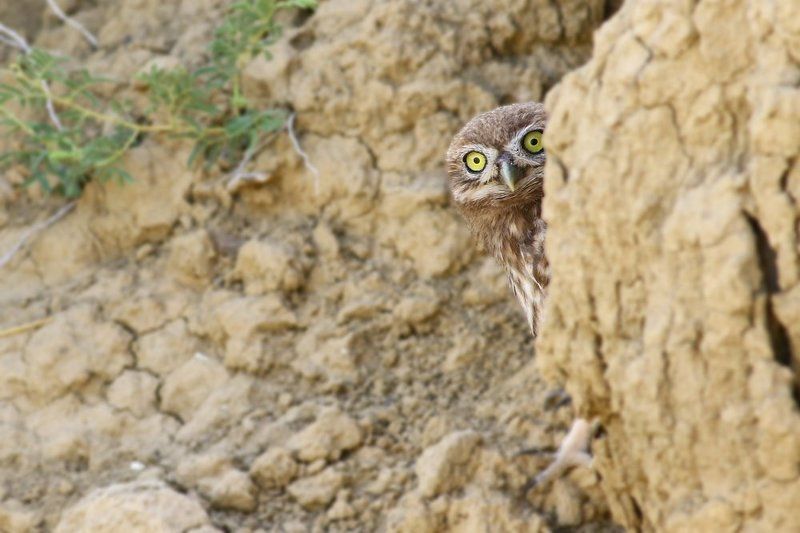 little,owl,birds,nature,wildlife,cyprus Shy фото превью