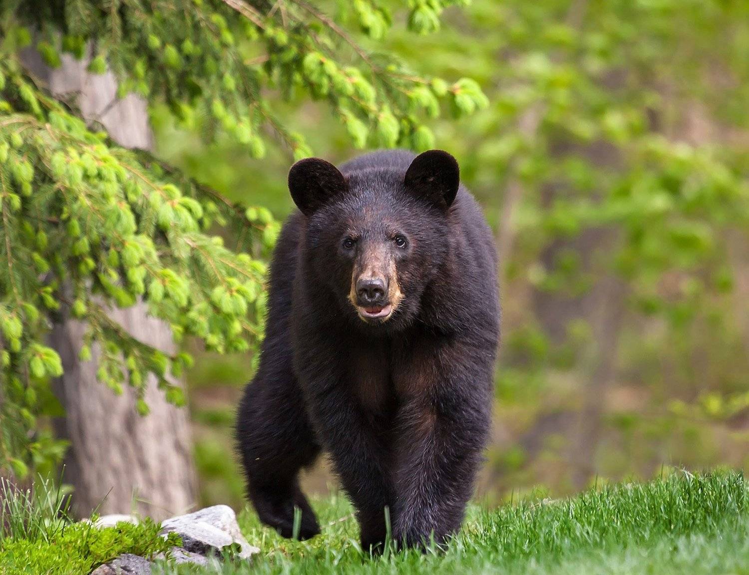 животные,медведи,барибал,природа,лето,фауна,, Антонина