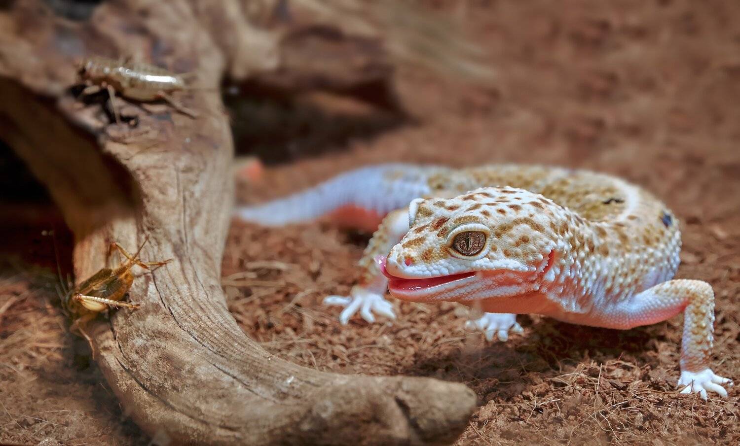 , Олег Богданов