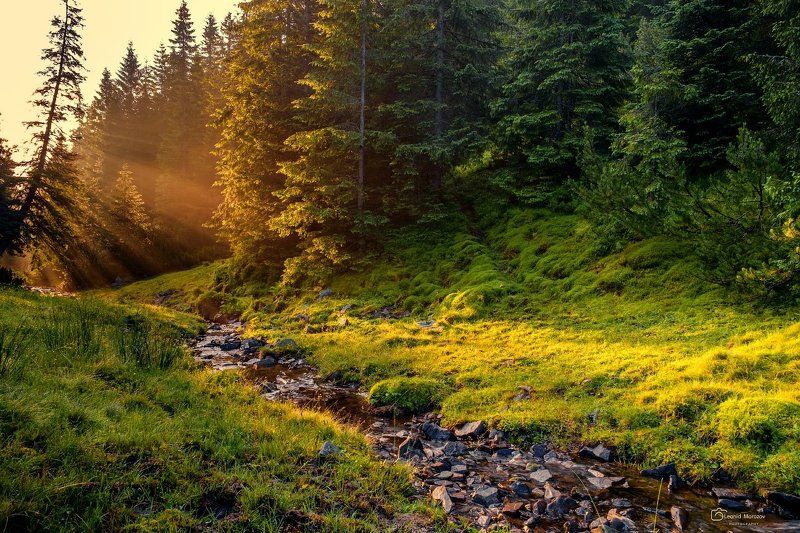 утренний свет фото превью